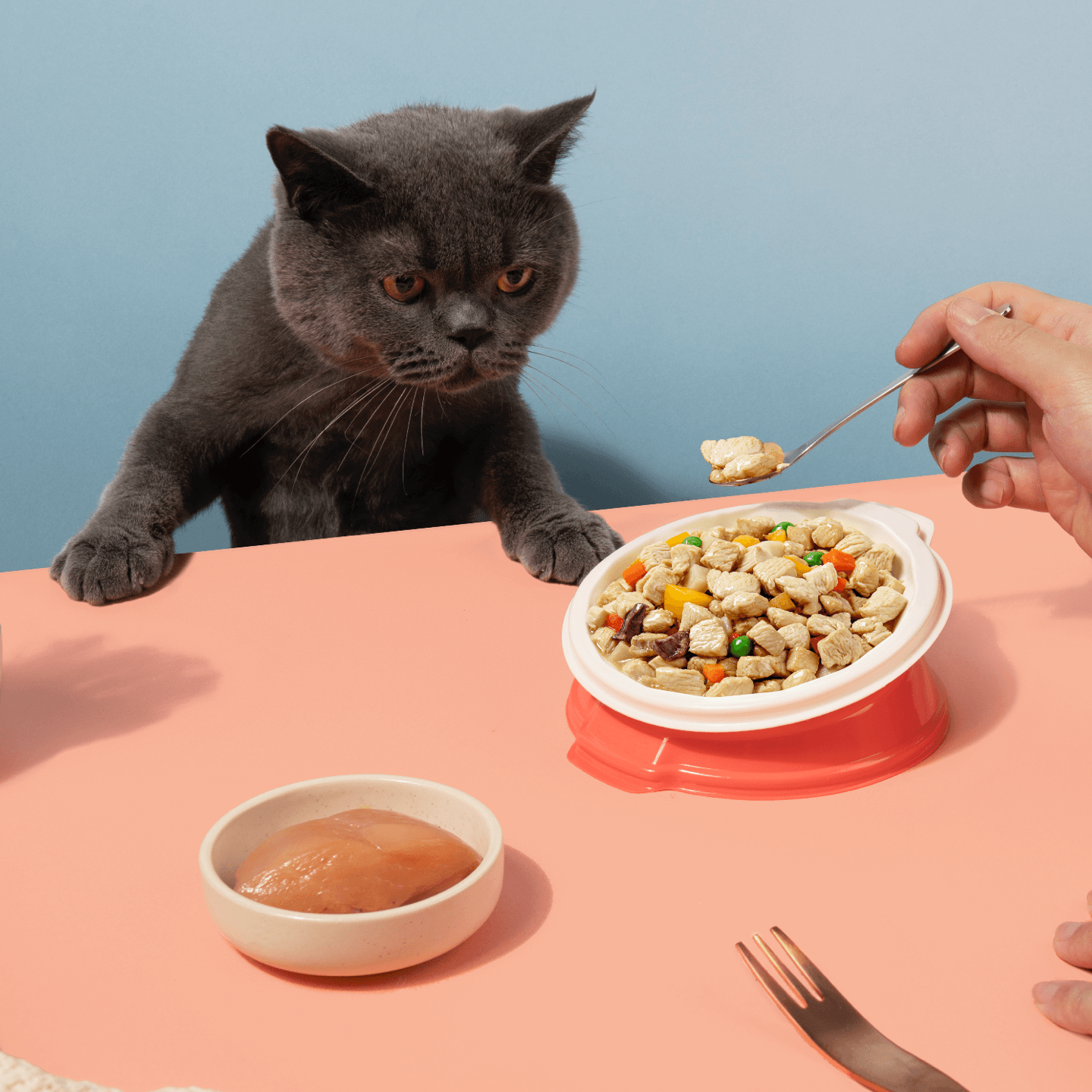 养猫大神们，你们都是怎么自制猫饭的呢？ - 知乎